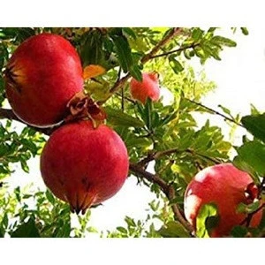 Super Quality Pomegranate Fruits For Sale