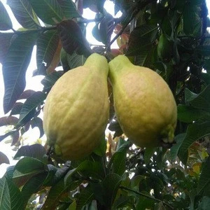 The Fresh Fruits Guava Supplier
