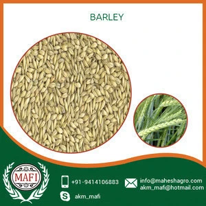 Top Most Selling Barley of This Year at Affordable Price