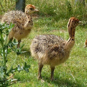 Healthy Ostrich Chicks, Eggs and Feathers wholesale