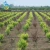 Import Ts irrigation designed drip irrigation system for tree in watering kits from China