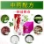 Import Vaginal cleaning tampon wholesale tampons detox herbal tampon clean point to be sale from China
