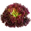 Vegetable F1 Organic leaf iceberg head hydroponic lettuce seeds