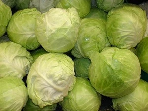 Vietnamese High-Quality Whole-Sale Fresh Cabbage