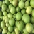 Import White Guava /Gova/Pesidium Guajava Fresh Fruits Indian Guava from India