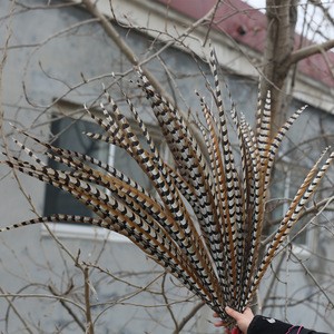 Wholesale Natural Pheasant Tail Feathers Reeves venery pheasant feather for carnival Festival