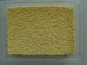 wholesale rolled oats in stock