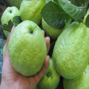 Fresh Guava