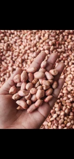 Groundnuts