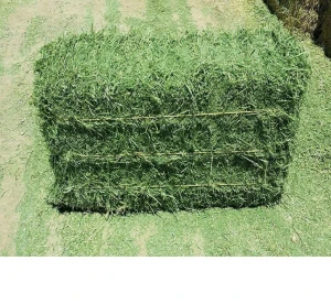 Alfafa Hay - Fresh Green Alfalfa Hay - Best price and Quality