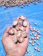 Bettle Nuts