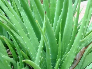 Aloe Vera Leaf Extract for Moisturizing and Healing Skin Care