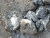 Import LEAD AND ZINC ORE from China