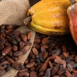 Natural Dried Raw Cocoa Beans Available Now in Stock Direct from Farm Fresh Cocoa Beans at Wholesale Price