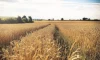 Wheat