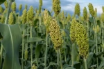 High-Quality Sorghum – Food & Animal Feed Supply