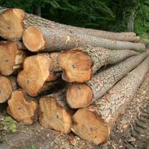 African Teak Wood Log