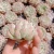 Import 028 Echeveria RasIm Indoor Decorative Succulent Plants Woody Plant natural plant wholesale Live Indoor from China
