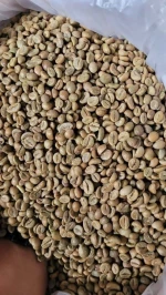Coffee Beans for Wholesale Export