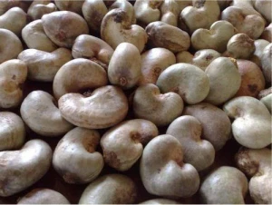 Enriched, Heart Healthy Raw Cashew Nuts in Best Discounts