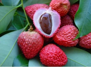 High Quality Fresh Lychee Fruit For Sale