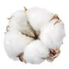 Raw cotton / Cotton Yarn / Cotton Fiber