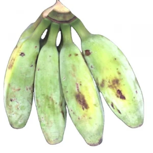 Fresh Wholesale Hygienic Raw Banana Ceylon Curry Banana Plantain