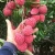 Import High Quality Fresh Lychee Fruit For Sale from South Africa