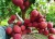 Import High Quality Fresh Lychee Fruit For Sale from South Africa