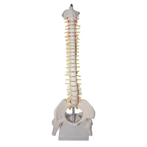 45cm Plastic Human Spine Column model For Teaching
