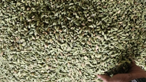 Green Cardamom - 6mm, 7mm, 8mm