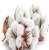 Import Raw cotton / Cotton Yarn / Cotton Fiber from South Africa