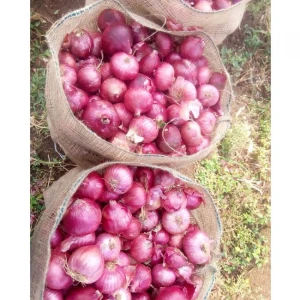 Top Quality Wholesale Fresh Onion from south africa at Lowest Price