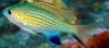 Lined Chromis