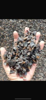 Palm kernel