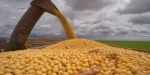Soja Gmo