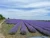 Import lavender oil from Moldova