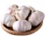 Import new crop normal white garlic red garlic in 10kg mesh bag from United Kingdom