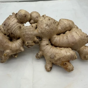 Wholesale Price Organic Ginger international  Standard Fresh Ginger for cooking