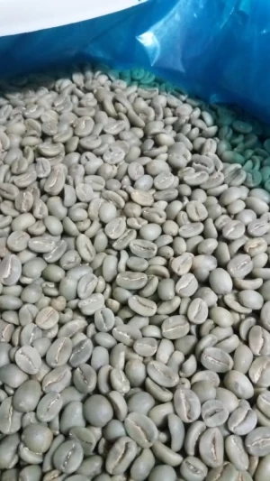Arabica Coffee Beans / Arabica Enrekang / Green and roasted coffee beans