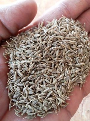 Cumin seeds (Jeera)