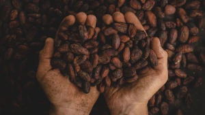 Dried Cocoa Beans/ Organic Cocoa Beans / Cocoa Powder,Roasted Cocoa Beans