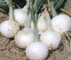 Fresh Bianca di Maggio Garlic bulk supply