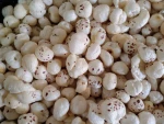 FOXNUT