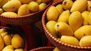 Golden Bliss Mangoes
