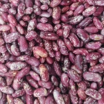 New Season High Quality Long Shape Purple Speckled Kidney Beans