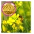 Import 100% natural rape bee pollen/ bread, hot in South Korea, pine pollen from China