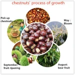 2018 Chestnut/Fresh chestnut/ Chestnut wholesale