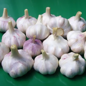 2018 China natural red fresh garlic