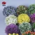 Import 24 Mini Artificial Potted Plants Small Artificial Succulents Plants For Office Desk Decoration ES1229 from China